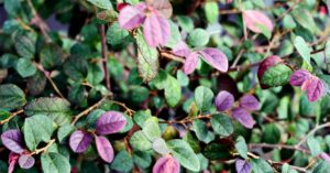 loropetalum landscaping ideas