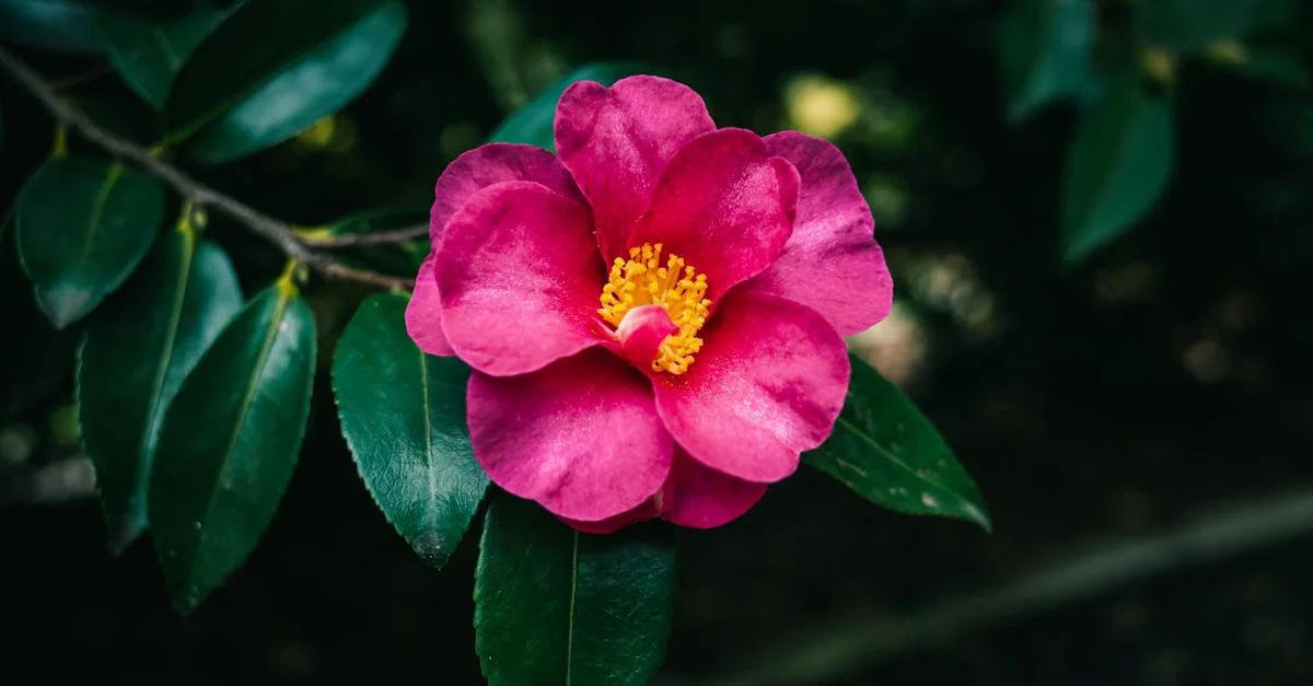 gardenia landscaping ideas