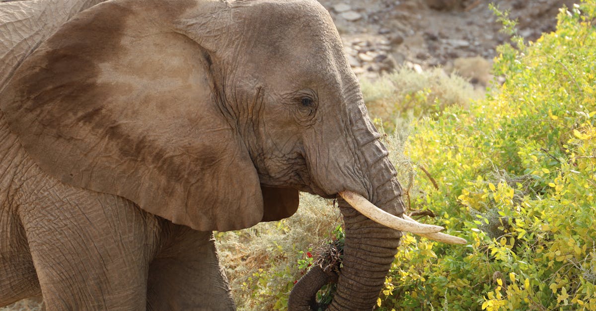elephant ears plant care